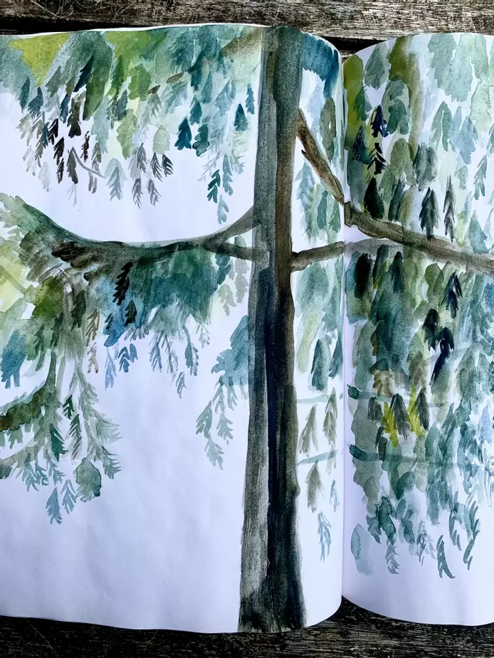 A watercolour painting of a cedar tree, painted with different shades of green and brown and blue, showing the detail of the cedar leaves in different shades of green